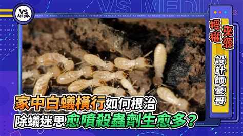 家有白蟻風水|家中白蟻影響風水？該如何化解？【家有白蟻影響風水】 – 香港奇。